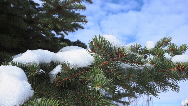 春天，圣诞树的树枝上飘着雪花，雪花融化了