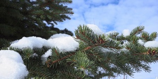 春天，圣诞树的树枝上飘着雪花，雪花融化了
