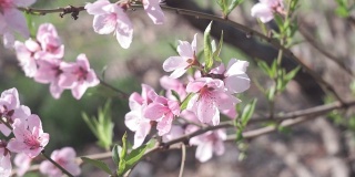 粉红色的桃花近距离绽放在花园里在春天的时候。