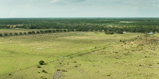 牛在橙林旁边的田野里吃草-无人机拍摄