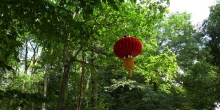 中国灯笼在绿色的公园。4 k。