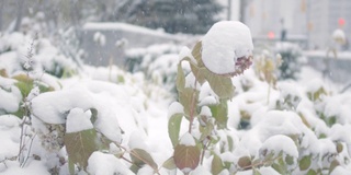 雪上植物的特写镜头