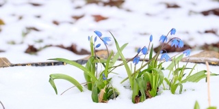 春雪中盛开的风信子花