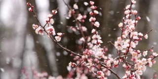 雪中盛开的樱花