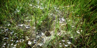 蜘蛛网与露珠草绿色近。宏观水滴在草的背景。雨滴落在清晨的草地上