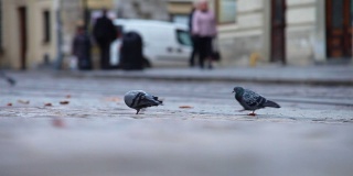 一只鸽子在利沃夫里诺克广场上行走。利沃夫是乌克兰利沃夫市的中心广场。