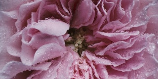 多莉微距拍摄美丽的玫瑰盛开的鲜花花束特写。