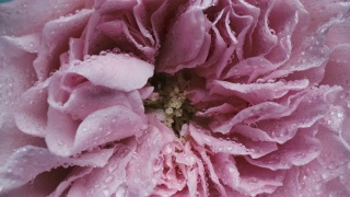 多莉微距拍摄美丽的玫瑰盛开的鲜花花束特写。视频素材模板下载