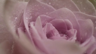 多莉微距拍摄美丽的玫瑰盛开的鲜花花束特写。视频素材模板下载