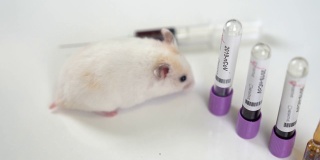 科学家们用注射器测试小白鼠。科学家和实验鼠背景。Coronavrius试管。冠状病毒疫苗。