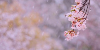 雪中，樱桃树在风中摇曳
