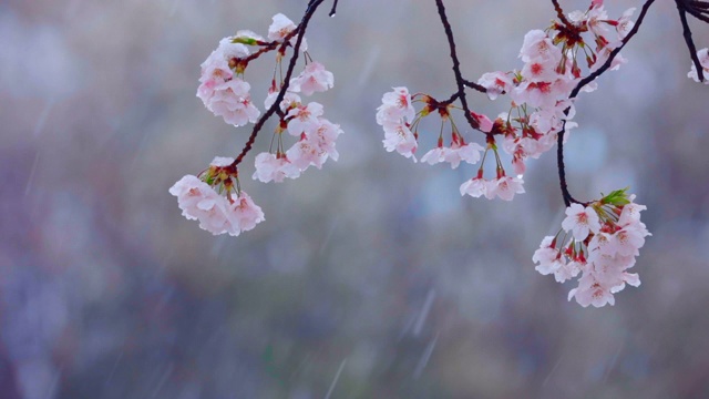 雪中，樱桃树在风中摇曳