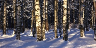 滑雪者在冬天的森林里滑雪。4 k。