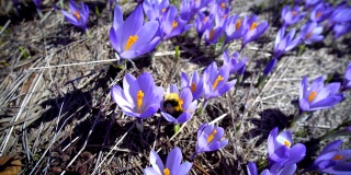 大黄蜂在紫花藏红花上采集花蜜的惊人追随