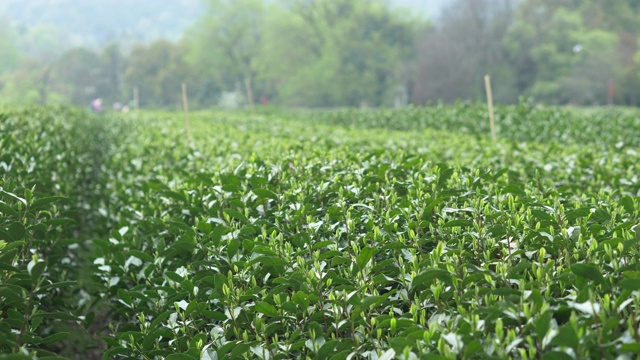 中国的茶叶种植园