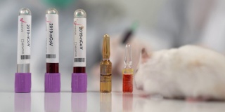 科学家们用注射器测试小白鼠。科学家和实验鼠背景。Coronavrius试管。冠状病毒疫苗。