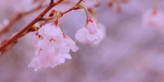 雪中，樱桃树在风中摇曳