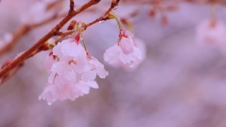 雪中，樱桃树在风中摇曳视频素材模板下载