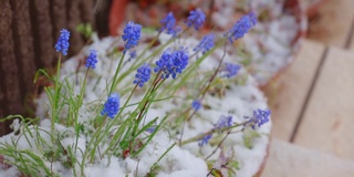 美丽的紫色花朵盛开在雪地里