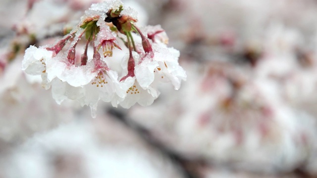 雪花飘落在盛开的樱花上