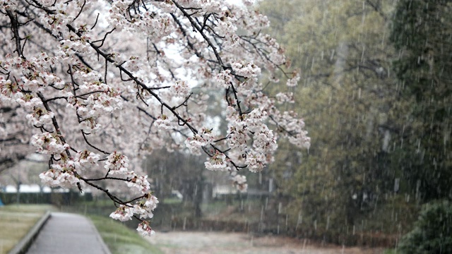 雪花飘落在盛开的樱花上