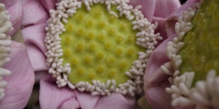 多莉微距拍摄的花折叠花瓣荷花装饰背景复制