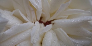 多莉微距拍摄的花白玫瑰花爱情浪漫主题