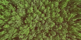 大气电影缓慢的无人机镜头美丽的绿色绿化树梢在风中移动。