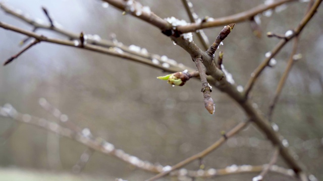 春天来了，一股突如其来的寒流和一场暴风雪把梨树含苞欲放的叶子都冻上了雪