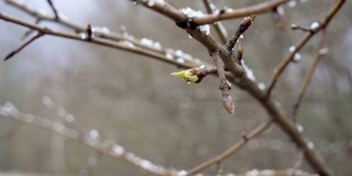 春天来了，一股突如其来的寒流和一场暴风雪把梨树含苞欲放的叶子都冻上了雪