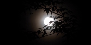 月圆之夜，树木剪影
