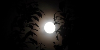 月圆之夜，树木剪影