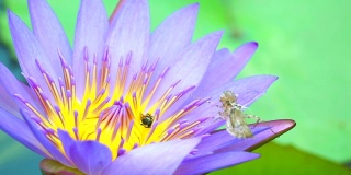 蜜蜂在池塘里盛开的浅紫色荷花的花粉上找到甜蜜，树叶上有昆虫的污渍