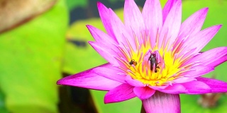 蜜蜂在池塘里盛开的粉红色荷花的花粉上找到了甜蜜