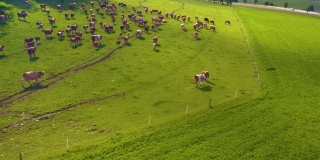 德国牛的鸟瞰图