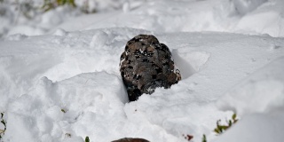 岩雷鸟觅食与有趣的雪山