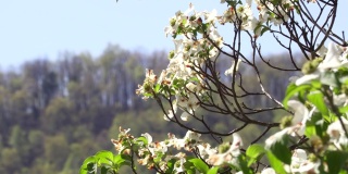 山茱萸在春天开花