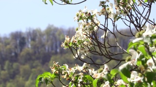 山茱萸在春天开花视频素材模板下载