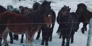 美丽毛茸茸的冰岛马。令人惊叹的冰岛马在冬季，多毛的马适应了冰岛严酷的气候