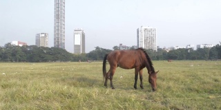 夏日日落时分，马群在独立广场的露天操场(大队阅兵场)上吃草。加尔各答，西孟加拉邦，印度，南亚太平洋
