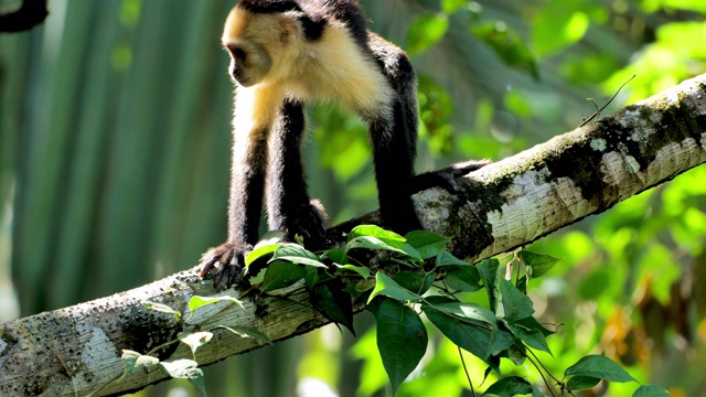 喂养野生卷尾猴:哥斯达黎加