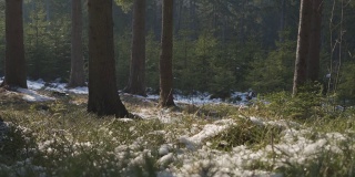 下午森林里晴朗的一天。冬末，雪在阳光下仍在融化