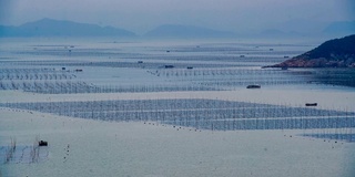 延时拍摄:中国福建霞浦的海藻养殖。