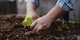 双手紧闭的园丁农民种植菊苣沙拉幼苗在一个家庭花园提高花园床