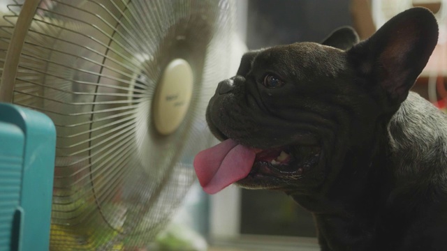 在泰国炎热的天气里，可爱的法国黑色斗牛犬喜欢在风扇前被抚摸。