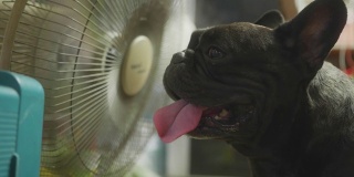 在泰国炎热的天气里，可爱的法国黑色斗牛犬喜欢在风扇前被抚摸。