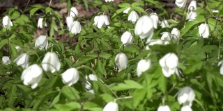 林间空地上有白色的雪花莲在初春，风摇花，多莉嗡