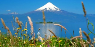 草地在前景中飘动，奥索尔诺(Osorno)白雪覆盖的火山在背景中。智利巴塔哥尼亚的夏天