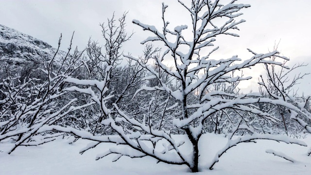 挪威的冬季森林延时摄影