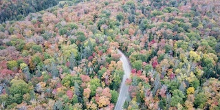 枫叶树叶改变颜色在魁北克，加拿大，秋天的季节背景